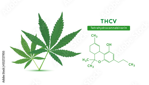 Green marijuana leaves and Chemical formula molecular structure Tetrahydrocannabivarin (THCV) isolated on white background. Vector EPS10. Alternative herbs. Medical and scientific concepts. photo