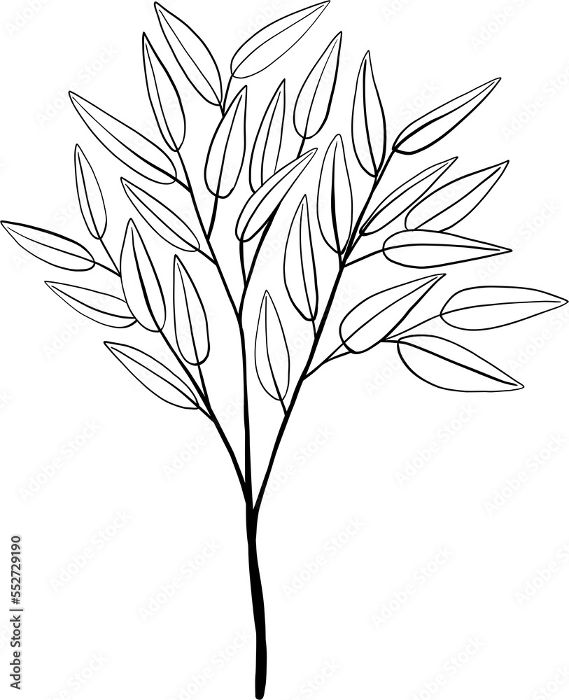 Obraz premium simplicity eucalyptus leaf freehand drawing.
