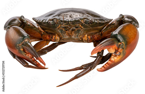Seafood dish, Raw Serrated mud crab on white background , Fresh Red Crab seafood  on white background PNG File.