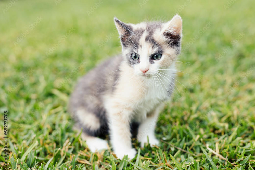 Fluffy Small 8 week old Calico Tri Colored Kitten exploring backyard outdoors on grass