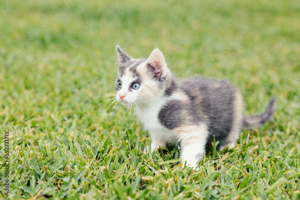Fluffy Small 8 week old Calico Tri Colored Kitten exploring backyard outdoors on grass Fluffy Small 8 week old Calico Tri Colored Kitten exploring backyard outdoors on grass