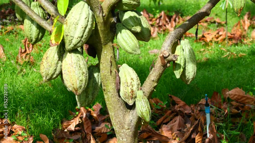 Tree of Theobroma cacao with cocoa pod fruit hang on branch in the field at agricultural areas in Thailand, Plant at tropical farm Tree of Theobroma cacao with cocoa pod fruit hang on branch in the field at agricultural areas in Thailand, Plant at tropical farm