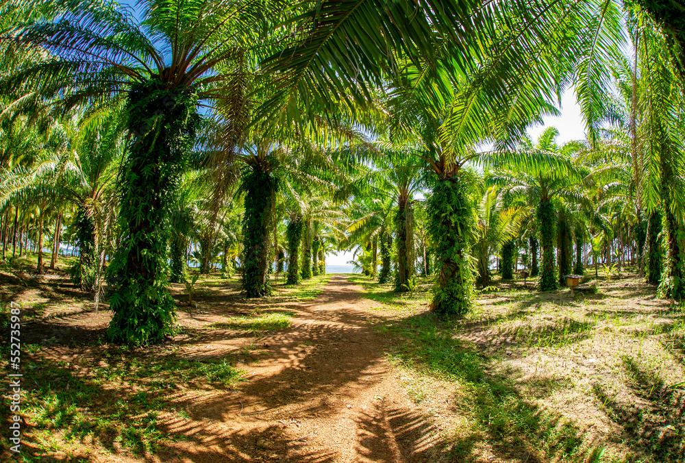 Obraz premium Thailand beach Chumphon zone