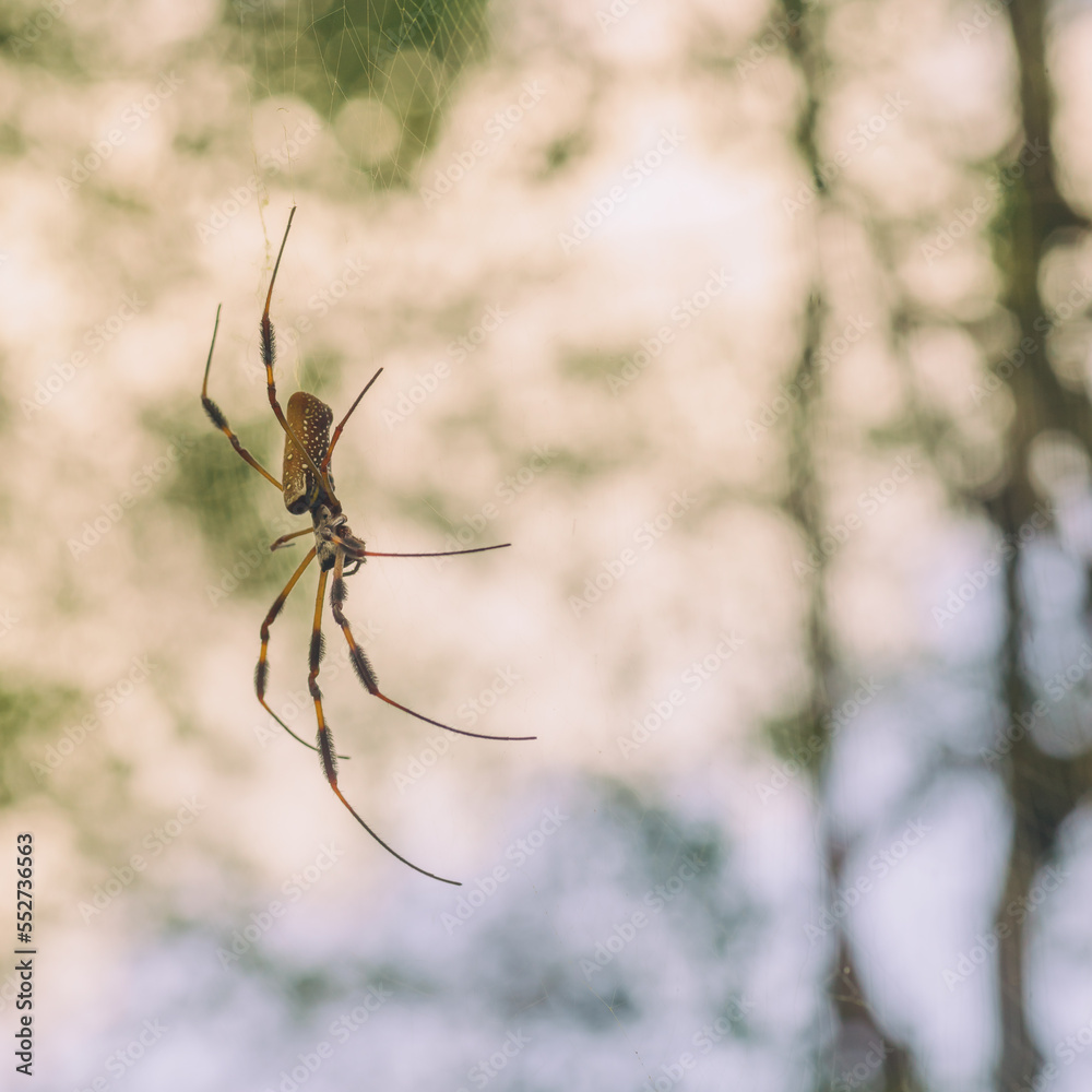 Side View of Golden Orb Weaver Spider Hanging in a Web Side View of Golden Orb Weaver Spider Hanging in a Web
