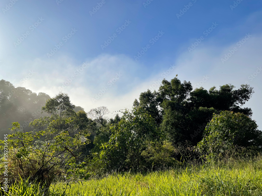 Fototapeta premium Morning mist among trees