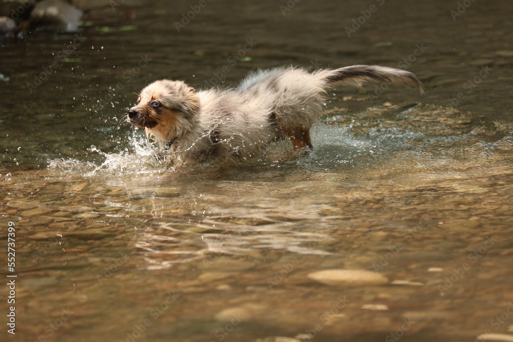  Aussie Pomeranian mix  puppy playing in the  water