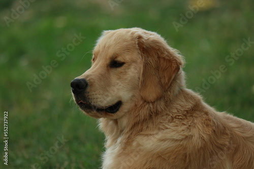 golden retriever portrait