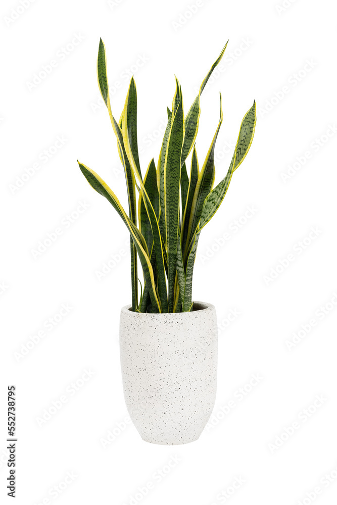 Dracaena trifasciata (Sansevieria laurentii or Snake Plant) in high detail cement pot