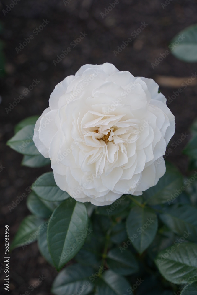 White rose flower