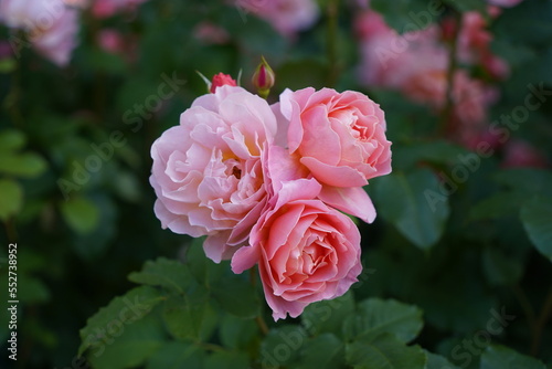 Pink rose in garden