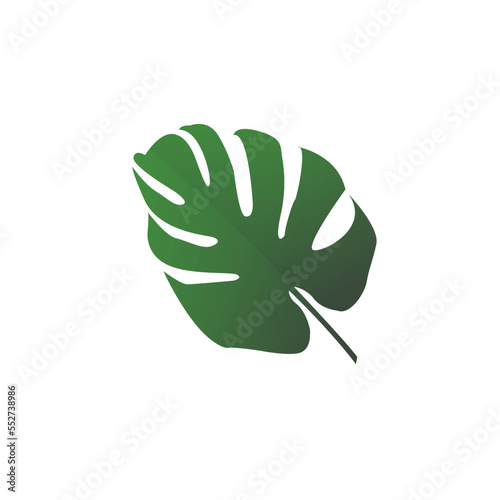 Tropical leaf design or widow perforated, with a white background
