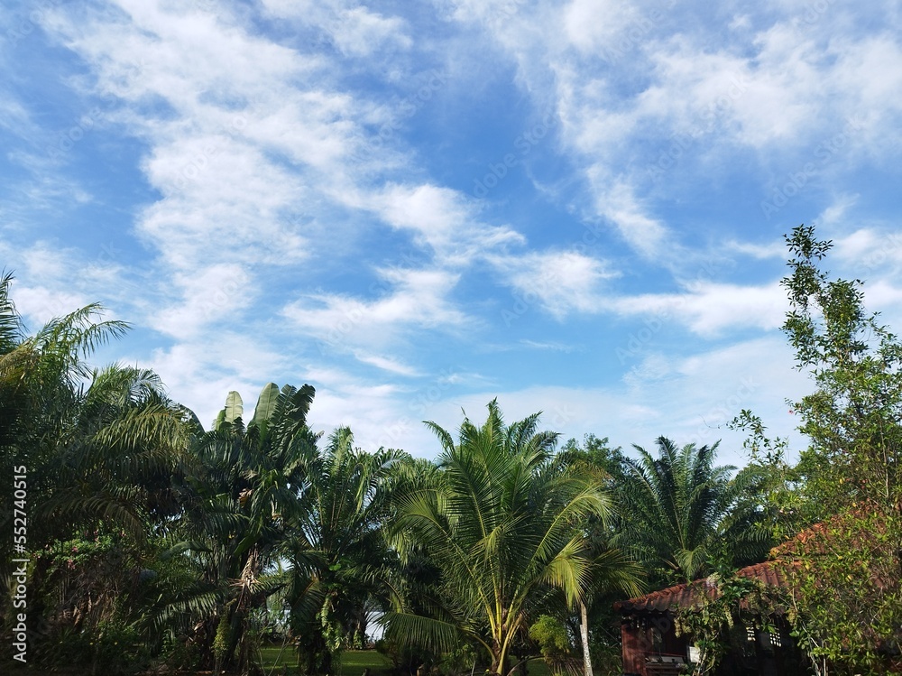 Obraz premium These spectacular cirrus clouds Over Palm Tree in Thailand.