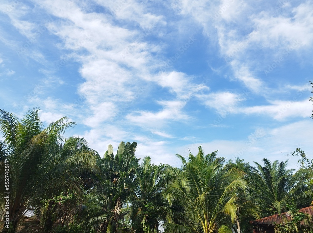 These spectacular cirrus clouds Over Palm Tree in Thailand, formation with blue sky background These spectacular cirrus clouds Over Palm Tree in Thailand, formation with blue sky background