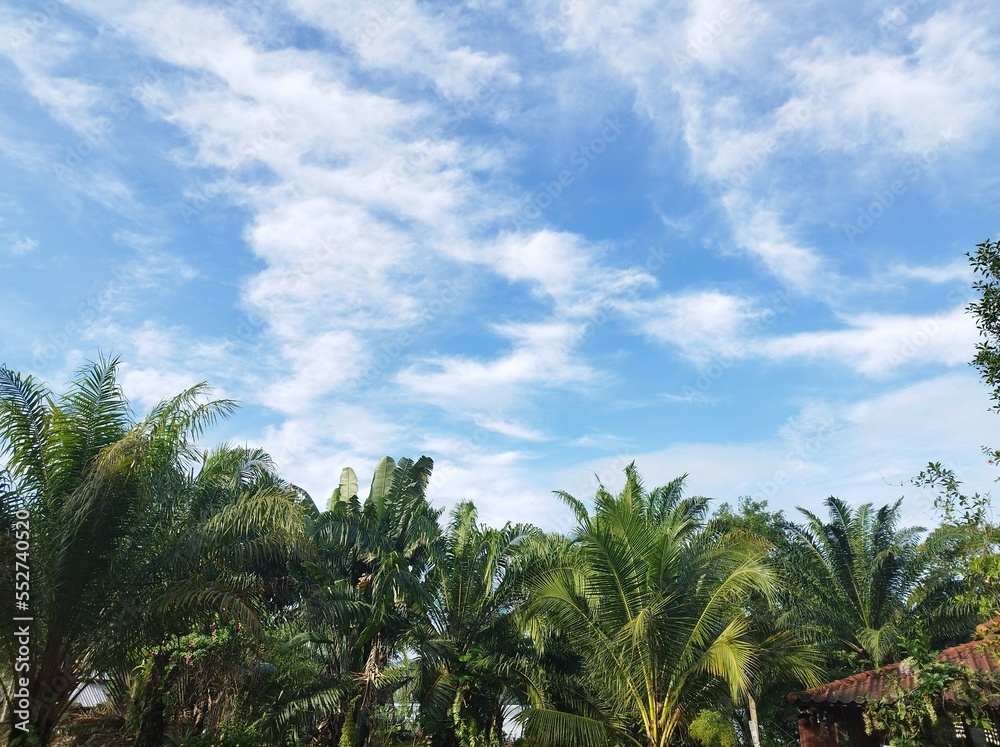 These spectacular cirrus clouds Over Palm Tree in Thailand, formation with blue sky background