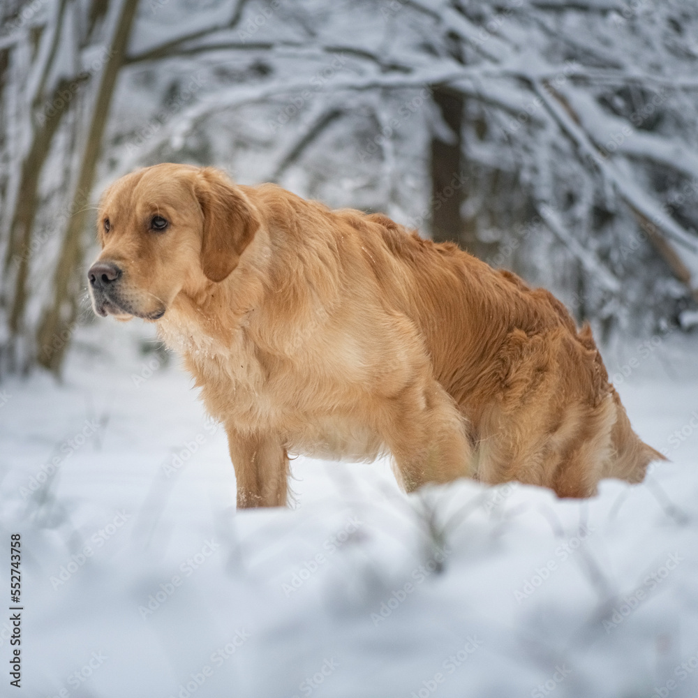 Portrait of a beautiful purebred golden retriever in the winter forest.