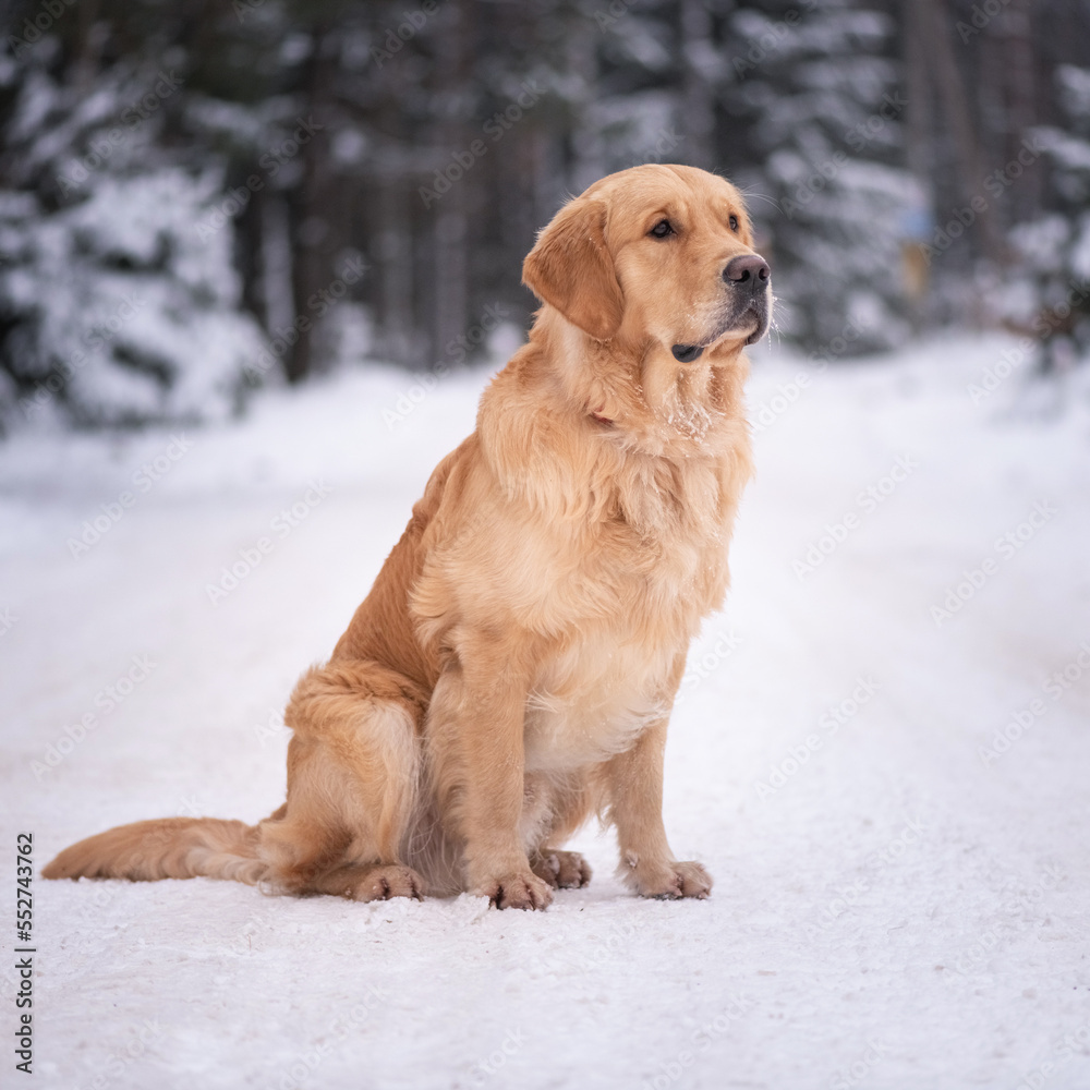 Portrait of a beautiful purebred golden retriever in the winter forest.