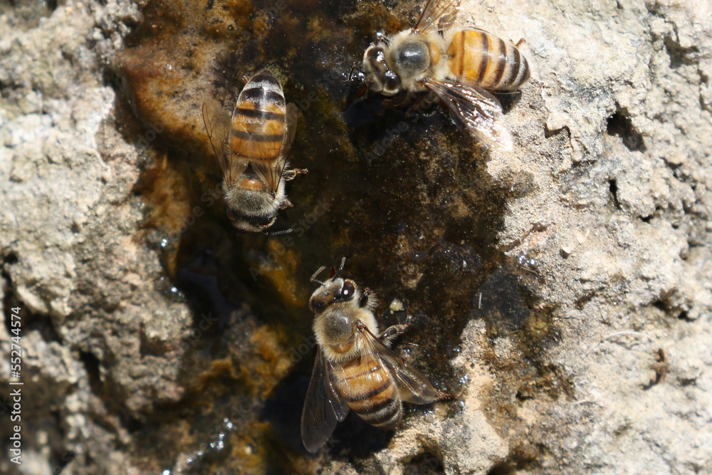 Bees at a water leak in a water reservoir Bees at a water leak in a water reservoir