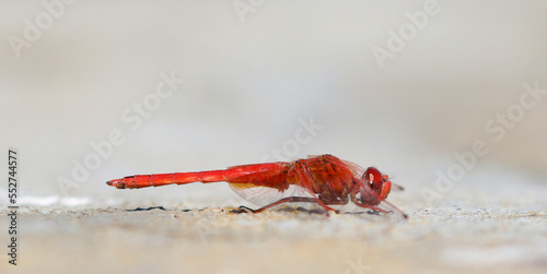 Dragonfly on a cement reservoir wall on a remote farm in Bushmanland, South Africa photo