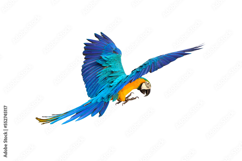 Colorful Blue and gold macaw parrot isolated on transparent background png file