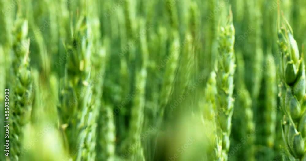Ripening ears of meadow wheat field. Rich harvest Concept. Slow motion Wheat field. Ears of green wheat close up. Beautiful Nature, Rural Scenery. Ripening ears of meadow wheat field. Rich harvest Concept. Slow motion Wheat field. Ears of green wheat close up. Beautiful Nature, Rural Scenery.
