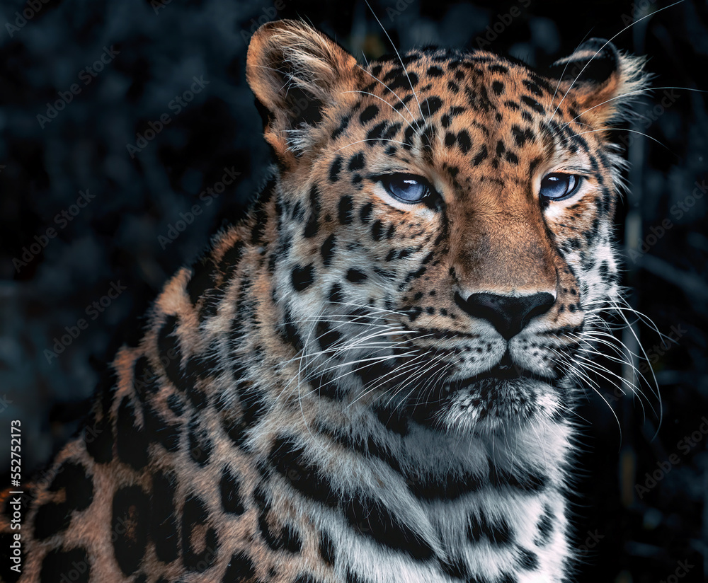 Fototapeta premium portrait of a love panther