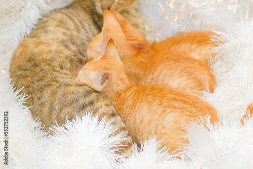 A litter of domestic cats on a bed of sparkly white Christmas garlands. Three ginger kittens milk on pepper-colored tabby mother. Holidays with pets. Adopt don't shop. Horizontal background, concept.