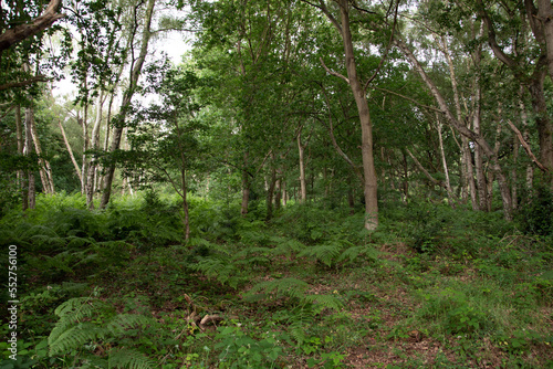 Spring in Sherwood forest, Nottingham, UK