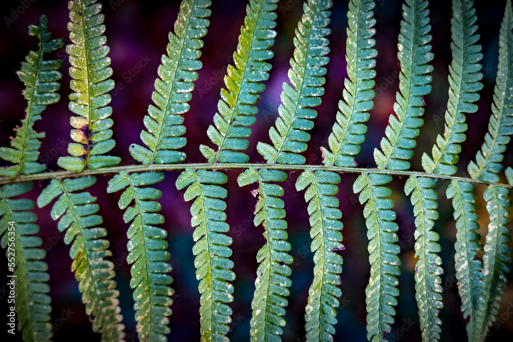 Obraz premium Fougère