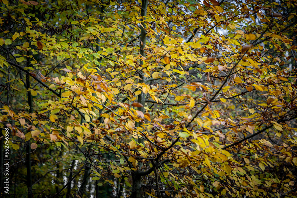 Feuillages dorés en automne