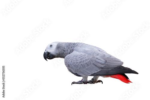 African gray parrot standing isolated on transparent background png file