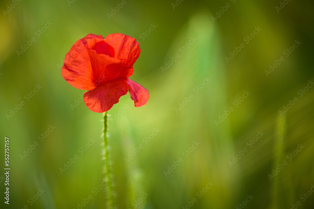Fototapeta premium red poppy flower