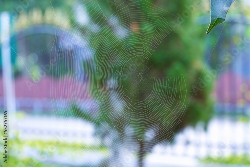 spider web photo halfway between two trees