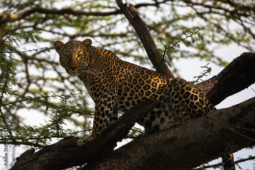 Adult leopard in a tree on the looking - Kenya.