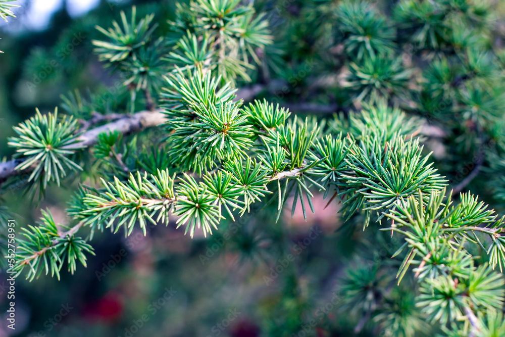 Bright green coniferous larch tree branches with needle leaves in the forest close up. Bright green coniferous larch tree branches with needle leaves in the forest close up.