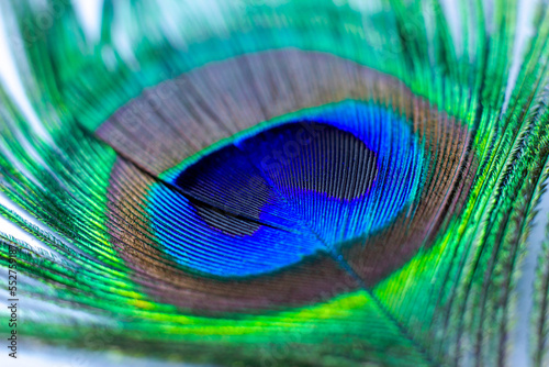 Bright blue and green male tail peacock feather close up. © KatMoy