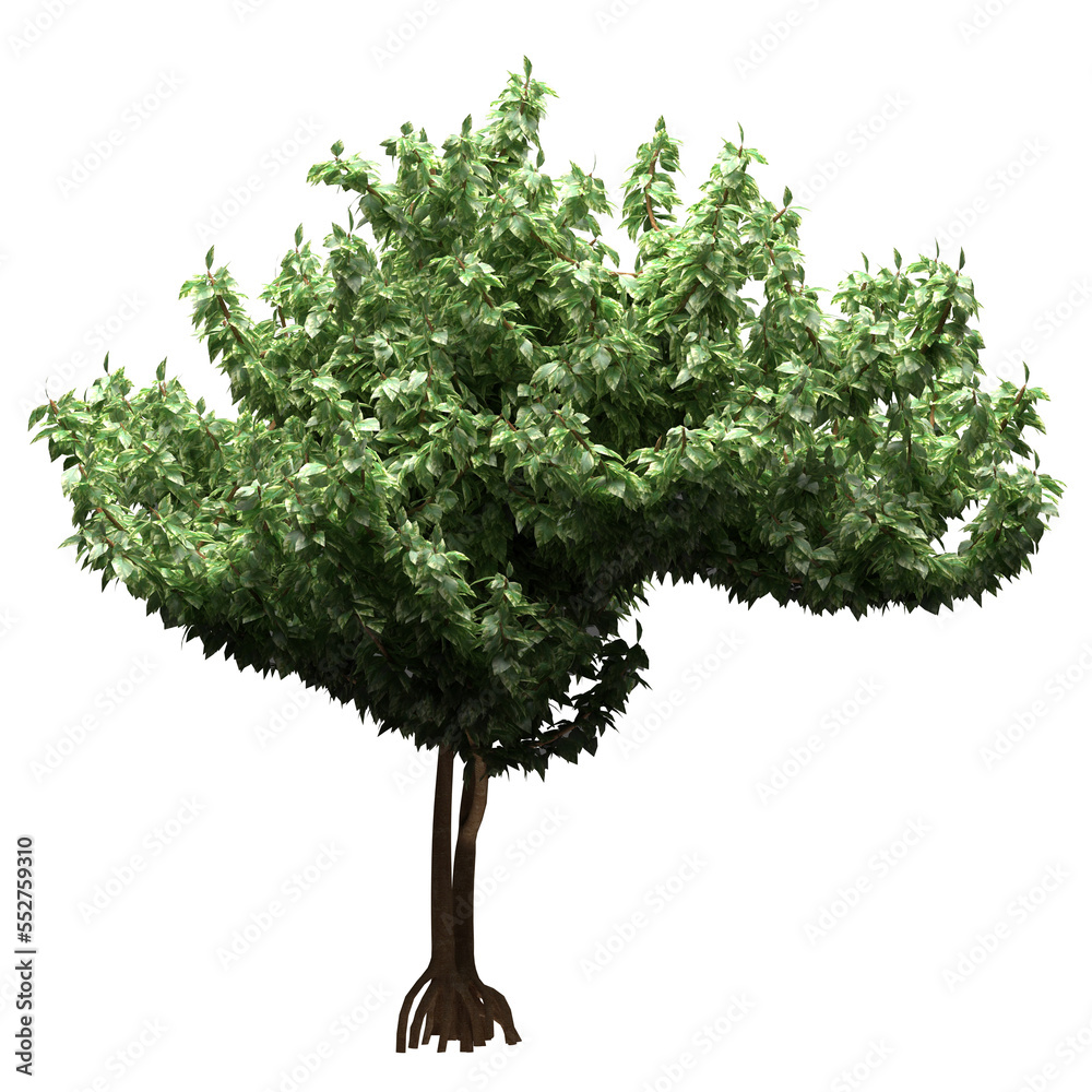 Fototapeta premium Generic Plant Tree PNG rendered in 4K Resolution for compositing and Background. With transparency alpha channel. 8K based in 3d model.