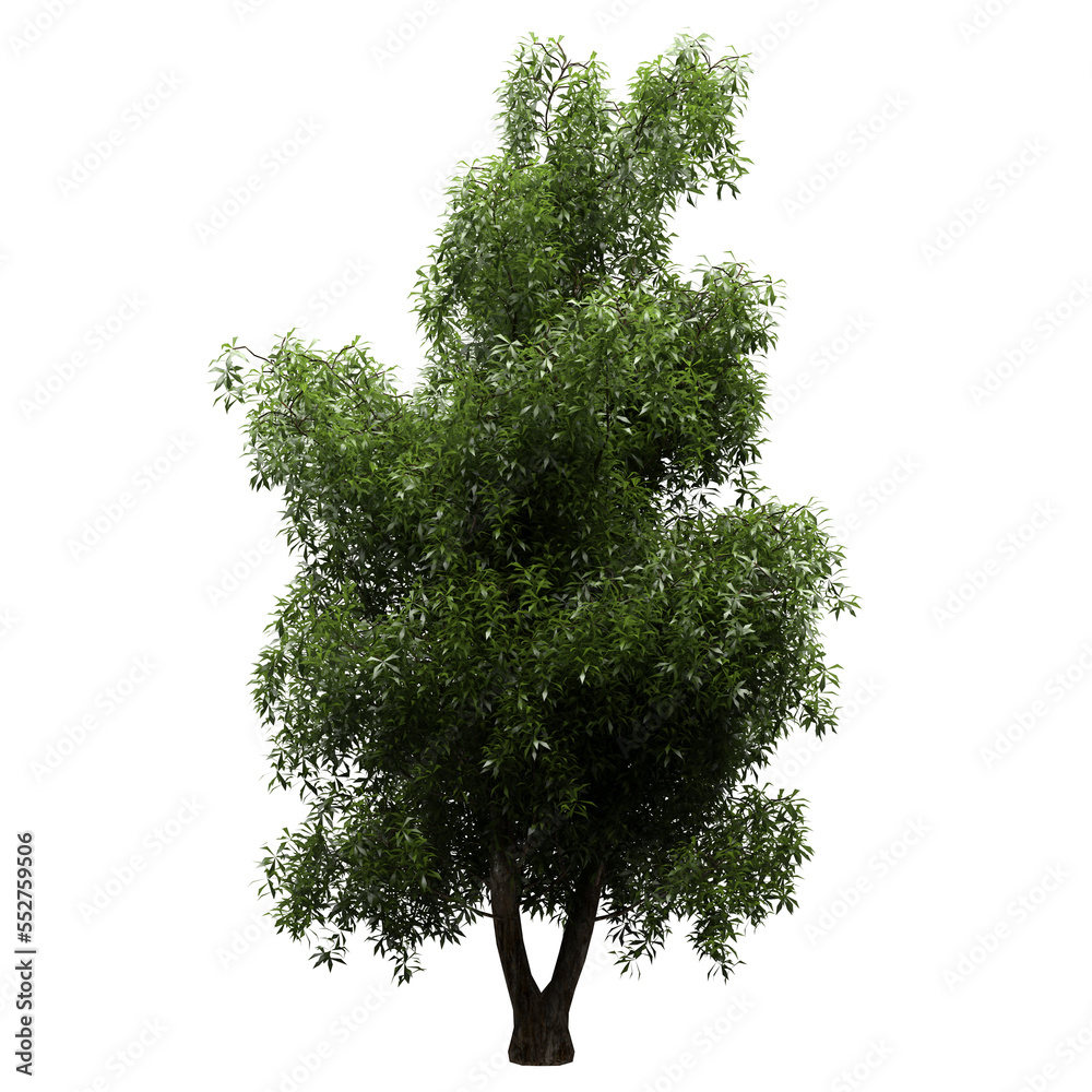 Sample Large Png Rendered Generic Plant Tree PNG rendered in 4K Resolution for compositing and ...