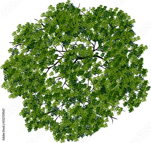 Vector green tree top view isolated on white background