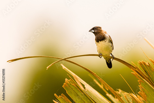 Magpie Manniken on branch photo