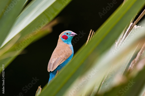 Red Cheeked Cordon Bleu