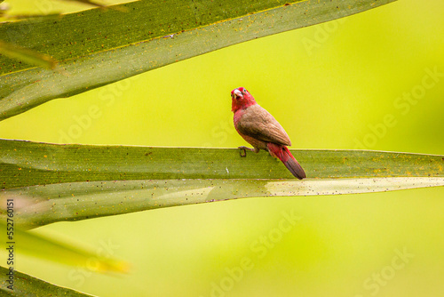 Brown Fire Finch photo