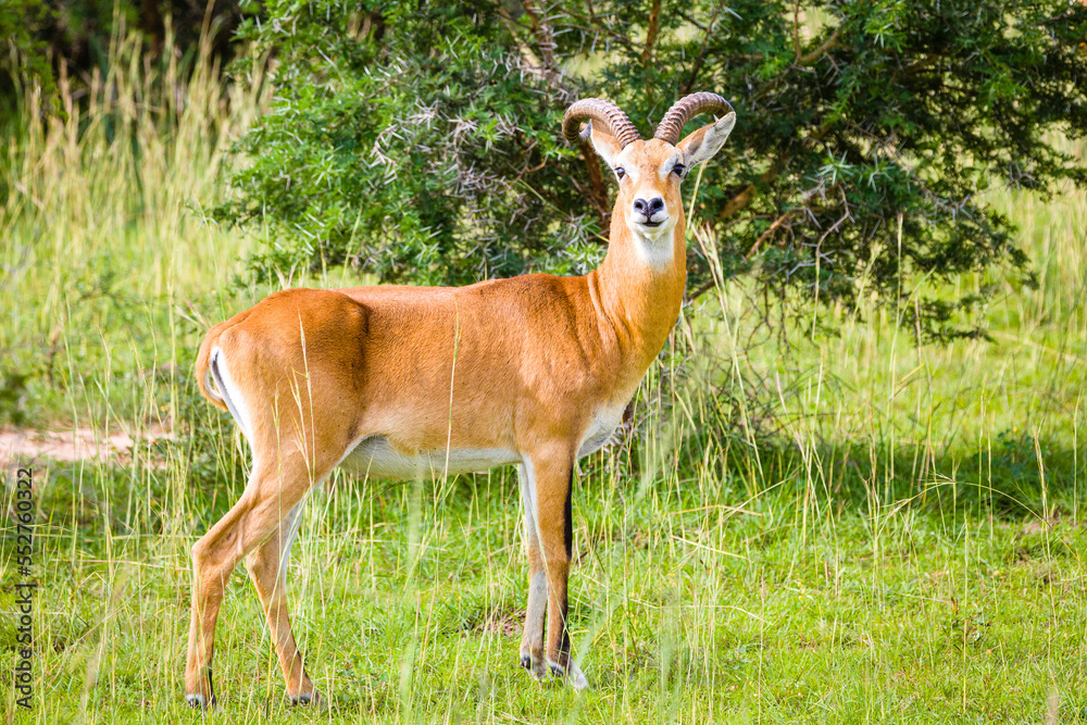 Uganda Kob Uganda Kob