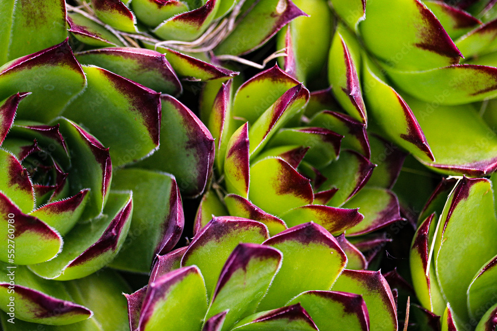 Obraz premium Succulent Texture 