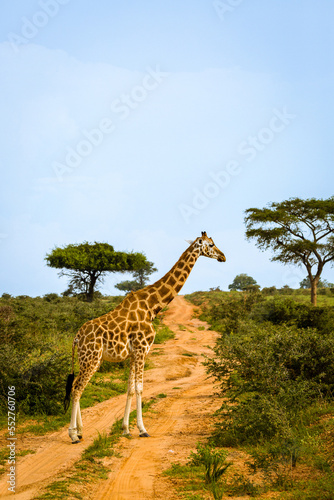 Rothshild Giraffe