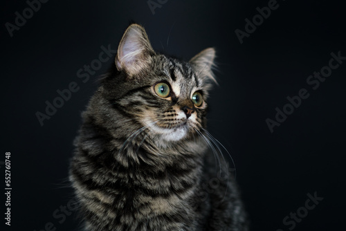 The young cat looks away. Gorgeous brown tabby Siberian cat kitten. Isolated on black background. © yavdat