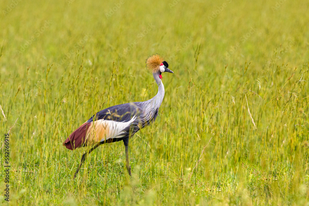 Fototapeta premium grey crowned crane