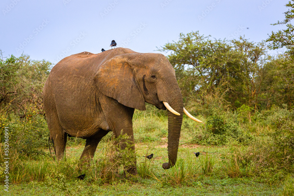 Fototapeta premium elephant in the savannah