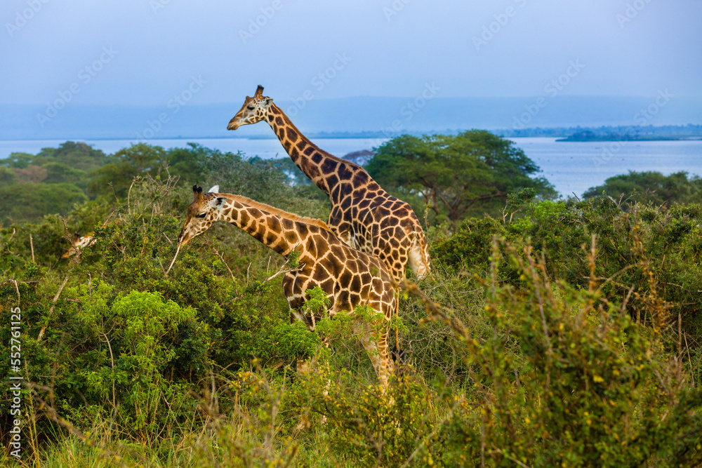 Fototapeta premium Rothshild Giraffe