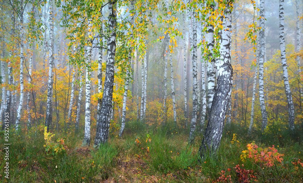 autumn in the park