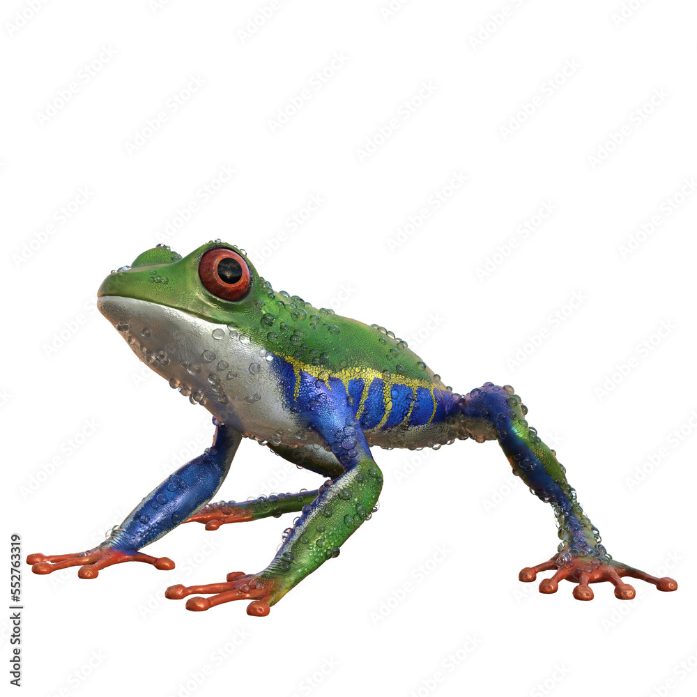 Fototapeta premium amazonas, frosch, grün, blau, orange, nass, wassertropfen, png